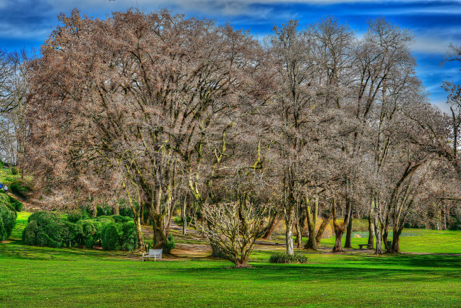 Обои картинки фото природа, деревья, поляна