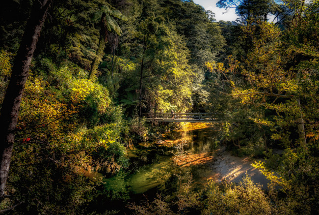 Обои картинки фото природа, реки, озера, лес, река