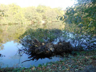 Картинка природа реки озера лес водоем