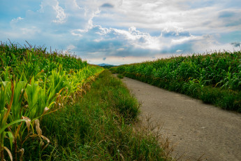 Картинка природа дороги простор