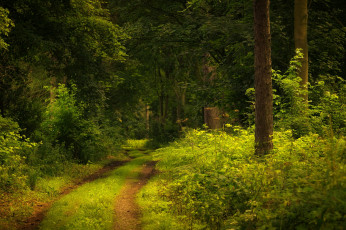 Картинка природа дороги простор