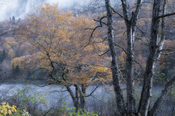 Картинка природа лес простор