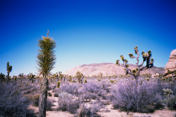 Картинка природа пустыни простор