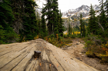 Картинка природа лес простор