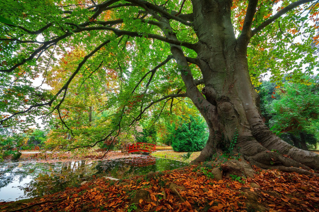 Обои картинки фото природа, деревья, простор