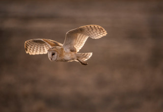 Картинка животные совы боке полёт птица сова