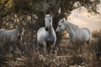 Картинка животные лошади