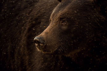 Картинка животные медведи медведь