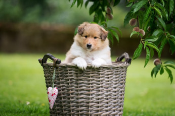 Картинка животные собаки лапки ветки сердце поляна листья маленький собака природа газон корзина