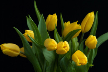 Картинка цветы тюльпаны
