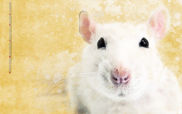 Картинка календари компьютерный+дизайн белый мышь