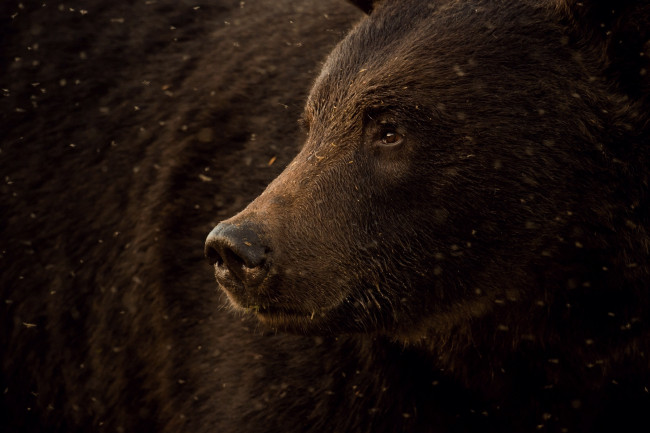 Обои картинки фото животные, медведи, медведь