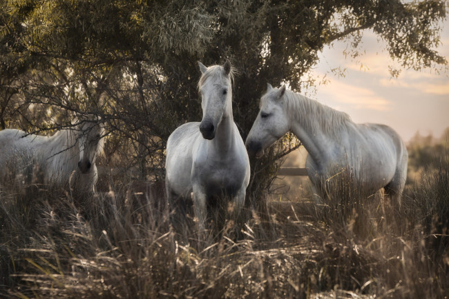 Обои картинки фото животные, лошади