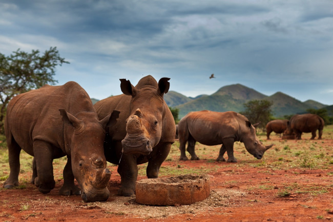 Обои картинки фото животные, носороги