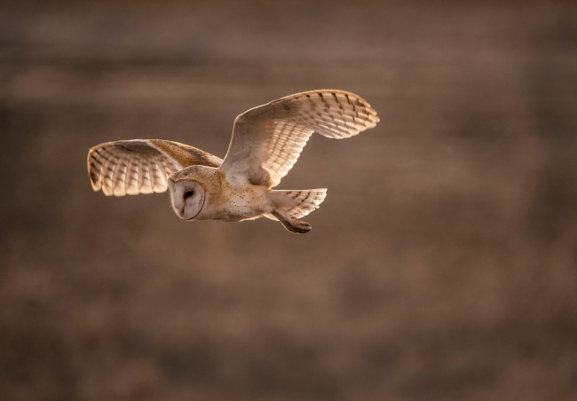 Обои картинки фото животные, совы, боке, полёт, птица, сова