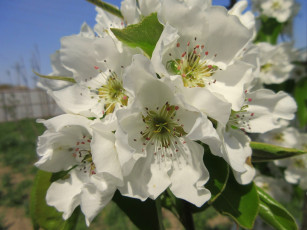 Картинка цветы цветущие+деревья+ +кустарники весна 2018 апрель