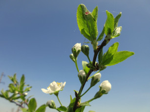 Картинка цветы цветущие+деревья+ +кустарники весна 2018 апрель
