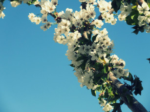 Картинка цветы цветущие+деревья+ +кустарники весна 2018 апрель