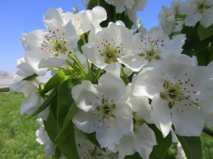 Картинка цветы цветущие+деревья+ +кустарники весна 2018 апрель