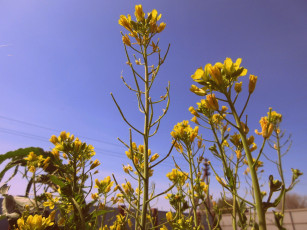 Картинка цветы луговые+ полевые +цветы весна 2018 апрель