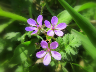 Картинка цветы луговые+ полевые +цветы весна 2018 апрель