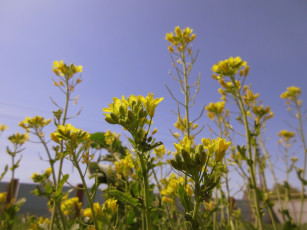 Картинка цветы луговые+ полевые +цветы весна 2018 апрель