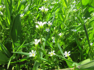 Картинка цветы луговые+ полевые +цветы весна 2018 апрель