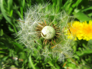 Картинка цветы одуванчики весна 2018 апрель