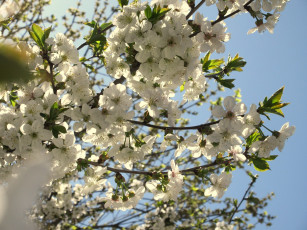 Картинка цветы сакура +вишня весна 2018 апрель