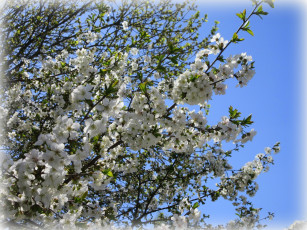 Картинка цветы сакура +вишня весна 2018 апрель