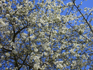 Картинка цветы сакура +вишня весна 2018 апрель