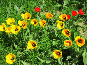 Картинка цветы тюльпаны весна 2018 апрель