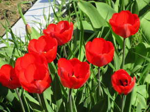 Картинка цветы тюльпаны весна 2018 апрель