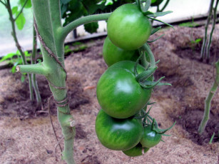 Картинка природа плоды помидоры