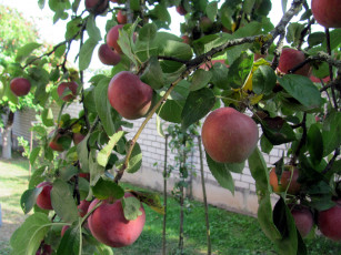 Картинка природа плоды яблоки