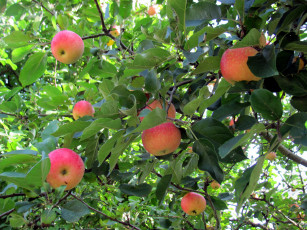 Картинка природа плоды яблоки