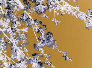 Картинка разное компьютерный+дизайн весна 2018 апрель