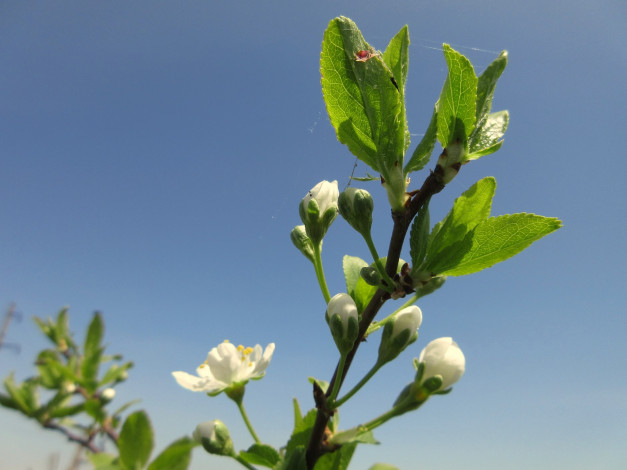 Обои картинки фото цветы, цветущие деревья ,  кустарники, весна, 2018, апрель