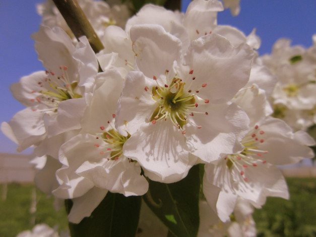 Обои картинки фото цветы, цветущие деревья ,  кустарники, весна, 2018, апрель