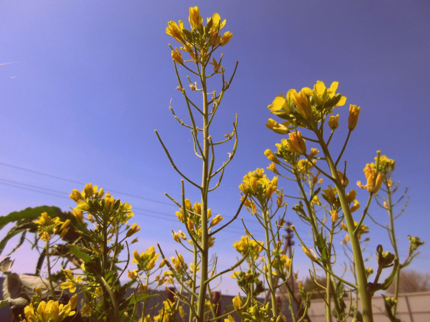 Обои картинки фото цветы, луговые , полевые,  цветы, весна, 2018, апрель