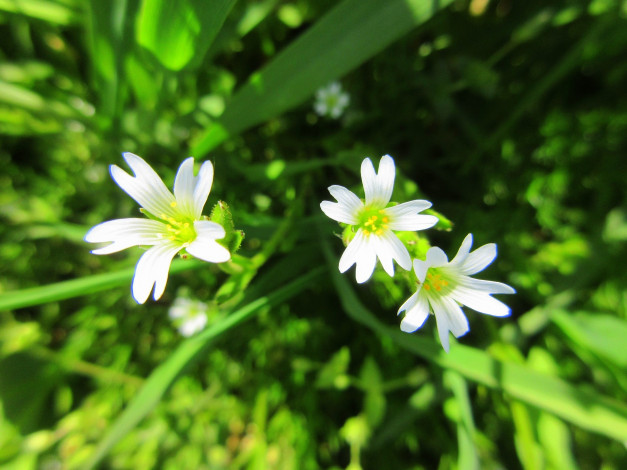 Обои картинки фото цветы, луговые , полевые,  цветы, весна, 2018, апрель