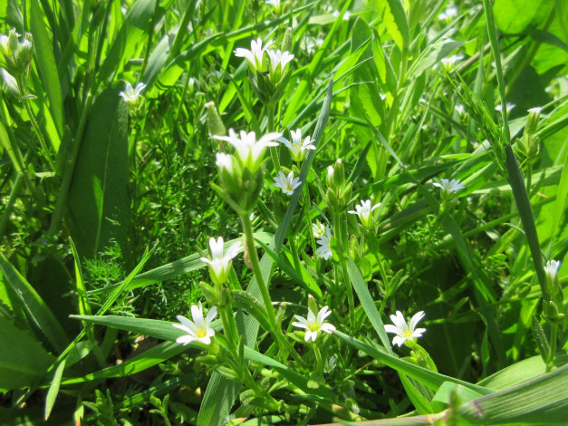 Обои картинки фото цветы, луговые , полевые,  цветы, весна, 2018, апрель