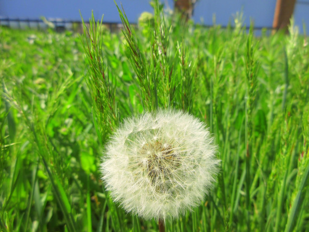Обои картинки фото цветы, одуванчики, весна, 2018, апрель