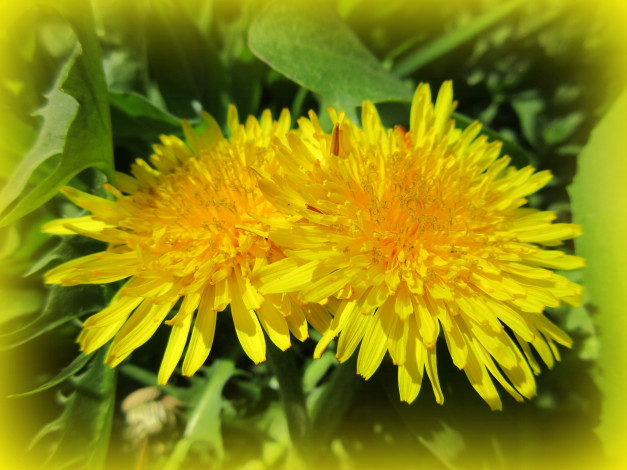 Обои картинки фото цветы, одуванчики, весна, 2018, апрель