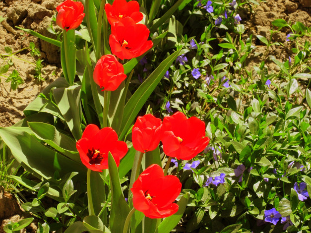 Обои картинки фото цветы, разные вместе, весна, 2018, апрель