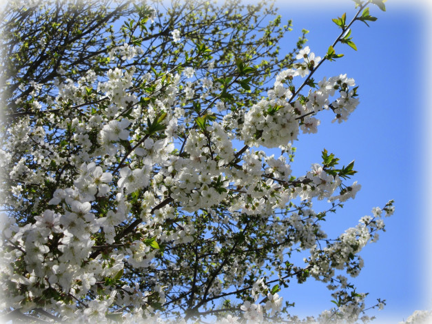 Обои картинки фото цветы, сакура,  вишня, весна, 2018, апрель