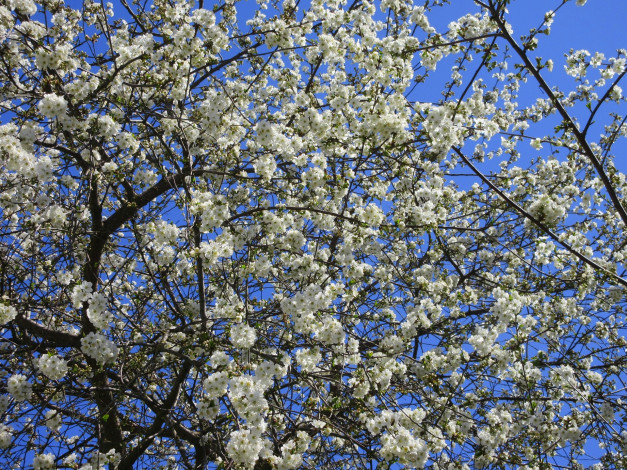 Обои картинки фото цветы, сакура,  вишня, весна, 2018, апрель