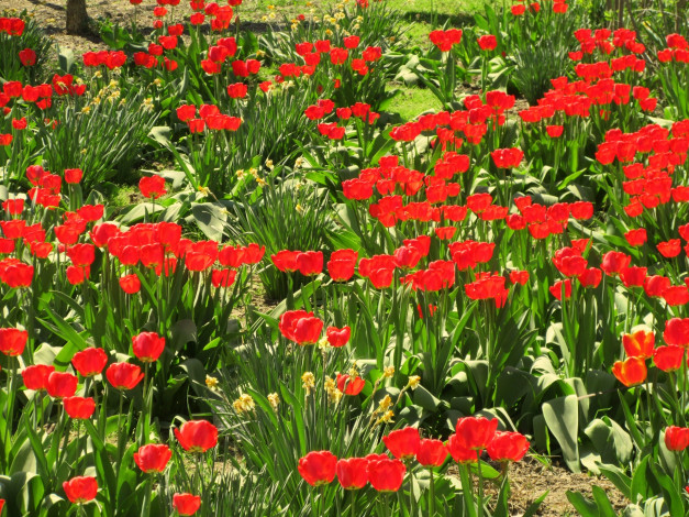 Обои картинки фото цветы, тюльпаны, весна, 2018, апрель