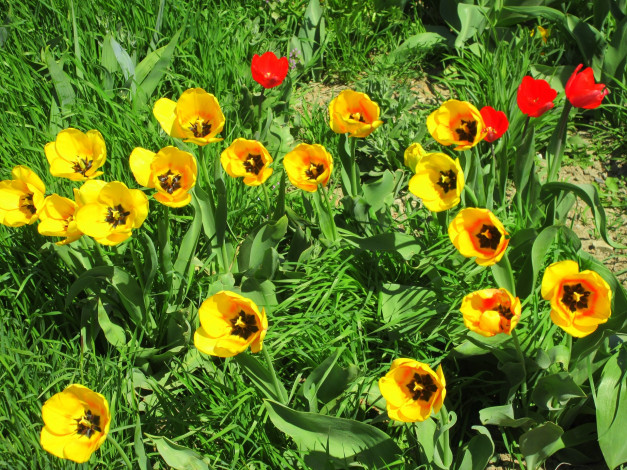 Обои картинки фото цветы, тюльпаны, весна, 2018, апрель