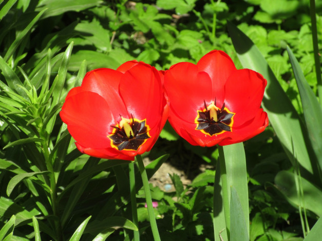 Обои картинки фото цветы, тюльпаны, весна, 2018, апрель